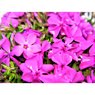 Phlox Subulata-Moss Phlox-Blue, Pink, Purple, White, Full Sun