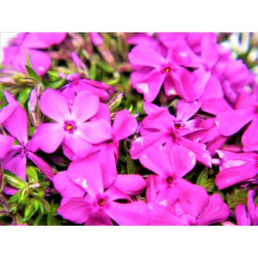 Phlox Subulata-Moss Phlox-Blue, Pink, Purple, White, Full Sun