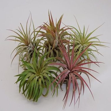 Tillandsia-Rubra-Ionantha-Pink-Air-Plant