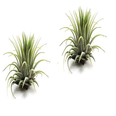 Tillandsia-Rubra-Ionantha-Pink-Air-Plant