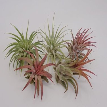 Tillandsia-Rubra-Ionantha-Pink-Air-Plant