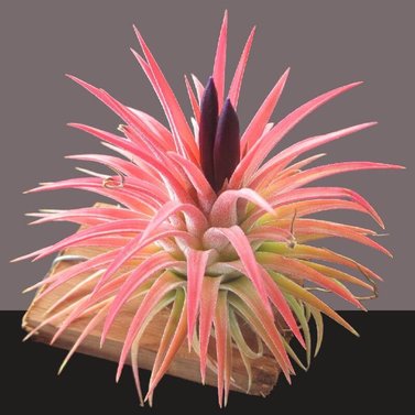 Tillandsia-Rubra-Ionantha-Pink-Air-Plant