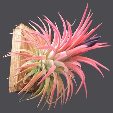 Tillandsia-Rubra-Ionantha-Pink-Air-Plant