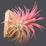 Tillandsia-Rubra-Ionantha-Pink-Air-Plant