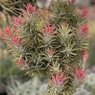 Tillandsia-Rubra-Ionantha-Pink-Air-Plant