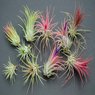 Tillandsia-Rubra-Ionantha-Pink-Air-Plant