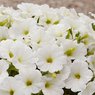 Petunia-Petunia Surfinia White-Petunia X Hybrida