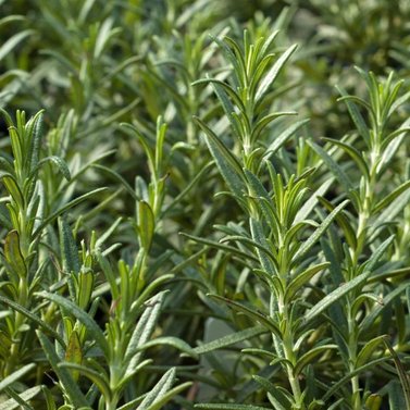 Rosemary -Salvia Rosmarinus - Rosemarinus Officinalis