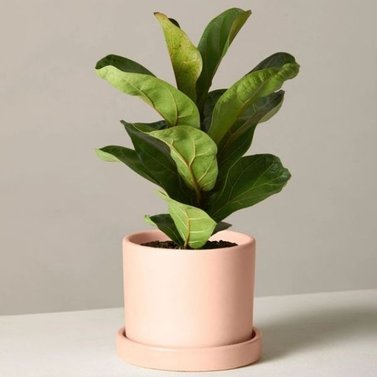 Fiddle Leaf Fig - Laurel Fig - Laurel Rubber - Indian Laurel - Curtain Fig