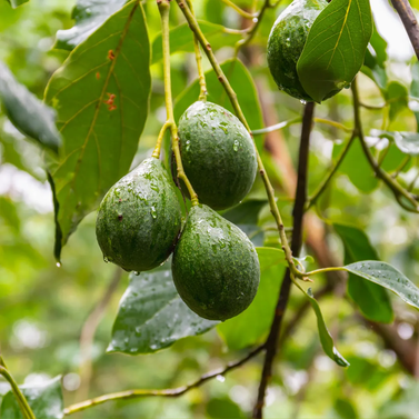 Avocado - Magar Nashpati - Makhanphal - Persea americana