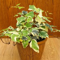 English Ivy Variegated - Hedera Helix Variegated