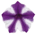 petunia - Purple and white star petunia - Petunia Image