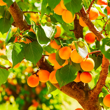 Apricot - Khubani -  Prunus Dulcis