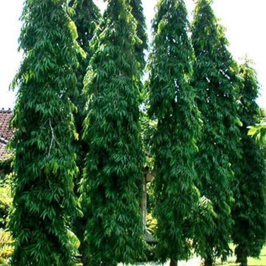 Ulta Ashok - Polyathia Longifolia - Ashok Tree