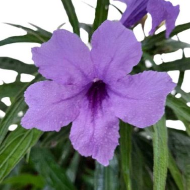 Mexican Petunia - Ruellia - Ruellia Simplex