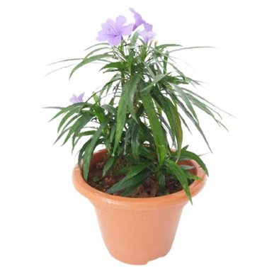 Mexican Petunia - Ruellia - Ruellia Simplex