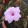 Mexican Petunia - Ruellia - Ruellia Simplex