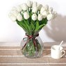 White Tulip Flower - Purissima