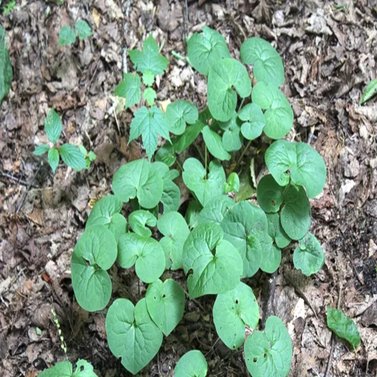 Wild Ginger -Asarum Canadense