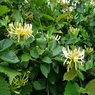 Honeysuckle Vine - Vines & Climbers