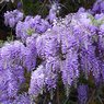 Royal Wisteria -Vine