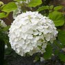 Hydrangea Macrophylla - Hortensia - Hydrangea White Flower