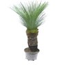 Xanthorrhoea Glauca-Grass Tree-Black Boy