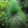 Xanthorrhoea Glauca-Grass Tree-Black Boy