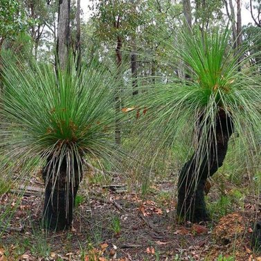 Xanthorrhoea Glauca-Grass Tree-Black Boy