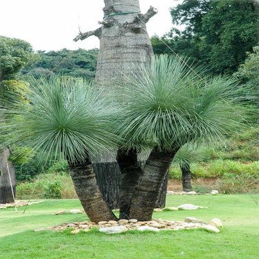 Xanthorrhoea Glauca-Grass Tree-Black Boy