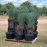 Xanthorrhoea Glauca-Grass Tree-Black Boy