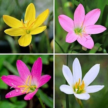 Rain Lily - Zephyranthes Lily (Multi Color)