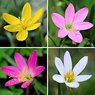 Rain Lily - Zephyranthes Lily (Multi Color)