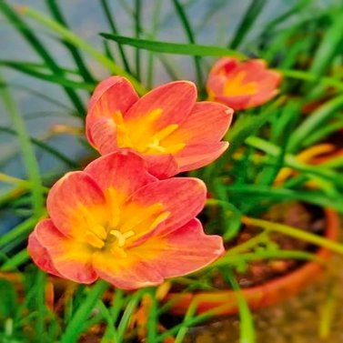 Rain Lily - Zephyranthes Lily (Multi Color)