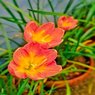 Rain Lily - Zephyranthes Lily (Multi Color)