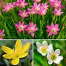 Rain Lily - Zephyranthes Lily (Multi Color)