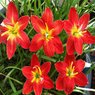 Rain Lily - Zephyranthes Lily (Multi Color)