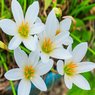 Rain Lily - Zephyranthes Lily (Multi Color)