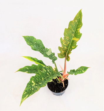 Philodendron Ring of Fire Variegated - Philodendron Bipinnatifidum - Selloum