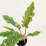 Philodendron Ring of Fire Variegated - Philodendron Bipinnatifidum - Selloum