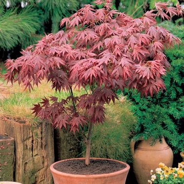 Japanese Maple - Bloodgood