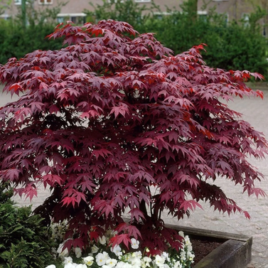 Japanese Maple - Bloodgood