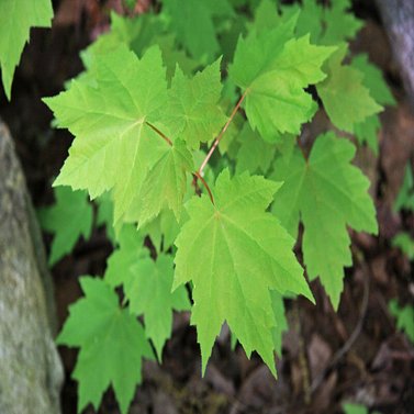 Red Maple Tree - Acer Rubrum