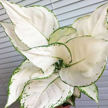 Aglaonema Super White Image