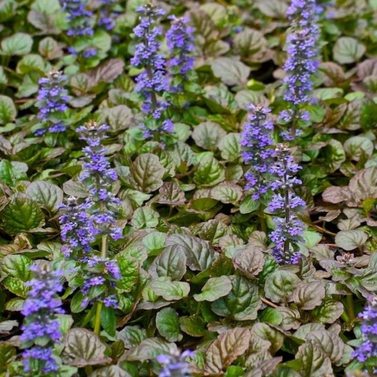 Ajuga Plant-Ajuga Reptans-Bugleweed-Blue Bugle-Bugleherb-Carpet Bugle