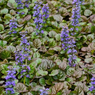 Ajuga Plant-Ajuga Reptans-Bugleweed-Blue Bugle-Bugleherb-Carpet Bugle