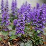 Ajuga Plant-Ajuga Reptans-Bugleweed-Blue Bugle-Bugleherb-Carpet Bugle