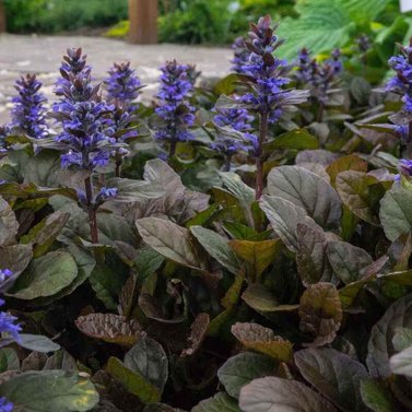 Ajuga Plant-Ajuga Reptans-Bugleweed-Blue Bugle-Bugleherb-Carpet Bugle