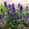 Ajuga Plant-Ajuga Reptans-Bugleweed-Blue Bugle-Bugleherb-Carpet Bugle