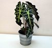 Alocasia Hybrid (Imported) - Elephant Ear Plant